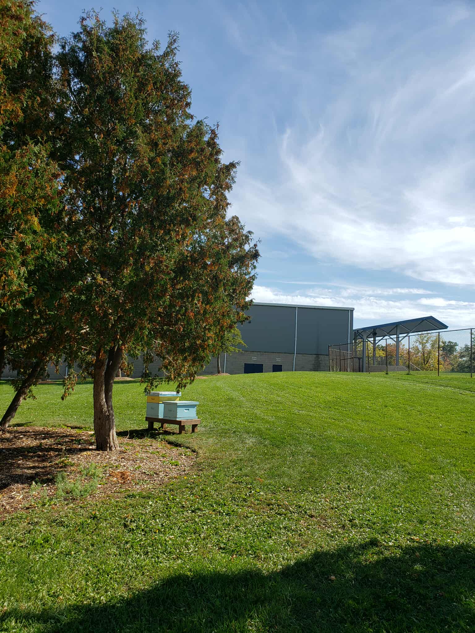 This is the beehive near the gym. I have never been to this place, thinking that is was not part of the school.